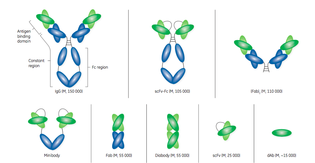 Structure of antibody and antibody fragments. 