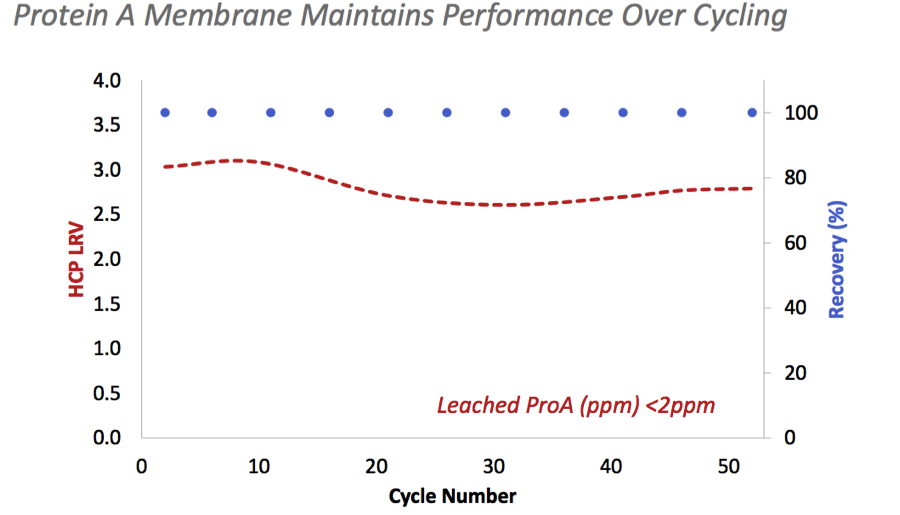 Protein A Membrane Maintains Performance Over Cycling