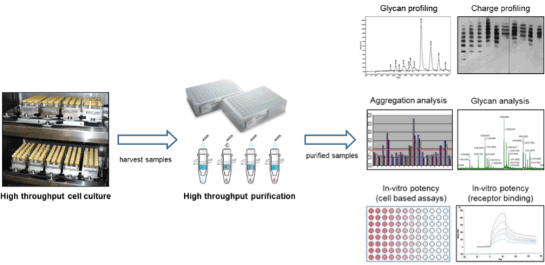 Scout High throughput cell culture in mini bioreactors is coupled to high throughput small scale purification technology