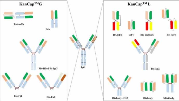 Structure of a full-length Immunoglobulin (IgG) showing various domains. KANEKA KanCap™ G 