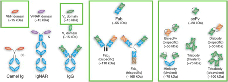 Overview of the different types of antibodies and antibody fragments.