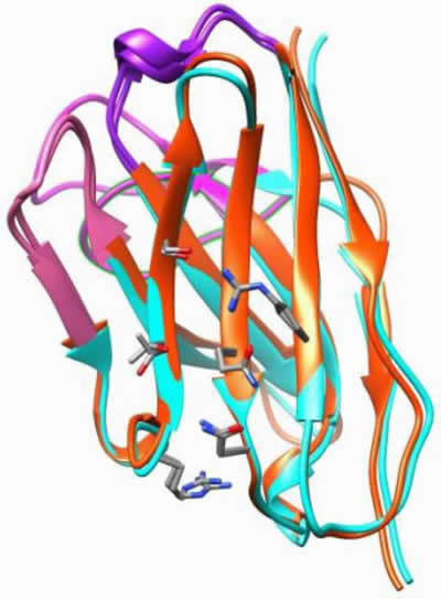Protein A’s-eye view of the overlay of the VHH used in our project with the published crystal structure of the VH domain of the Fab fragment of a human IgM