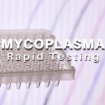 Rapid Mycoplasma Testing